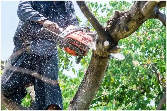 tree services Texas City